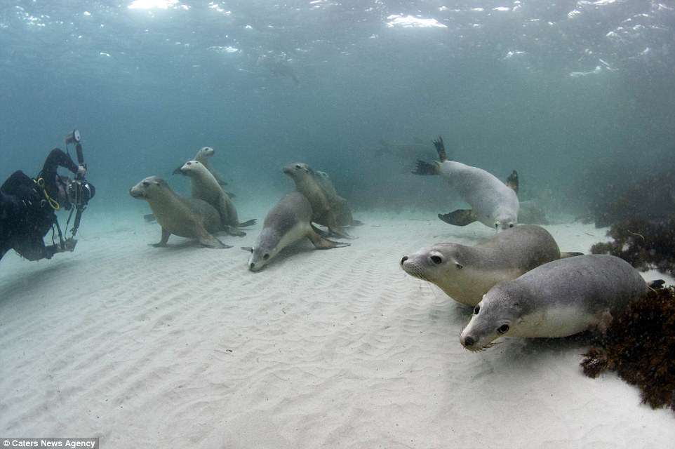 4D9AFDD900000578-5886045-Sam_from_Victoria_Australia_said_On_this_occasion_the_seals_were-a-1_1529998031183