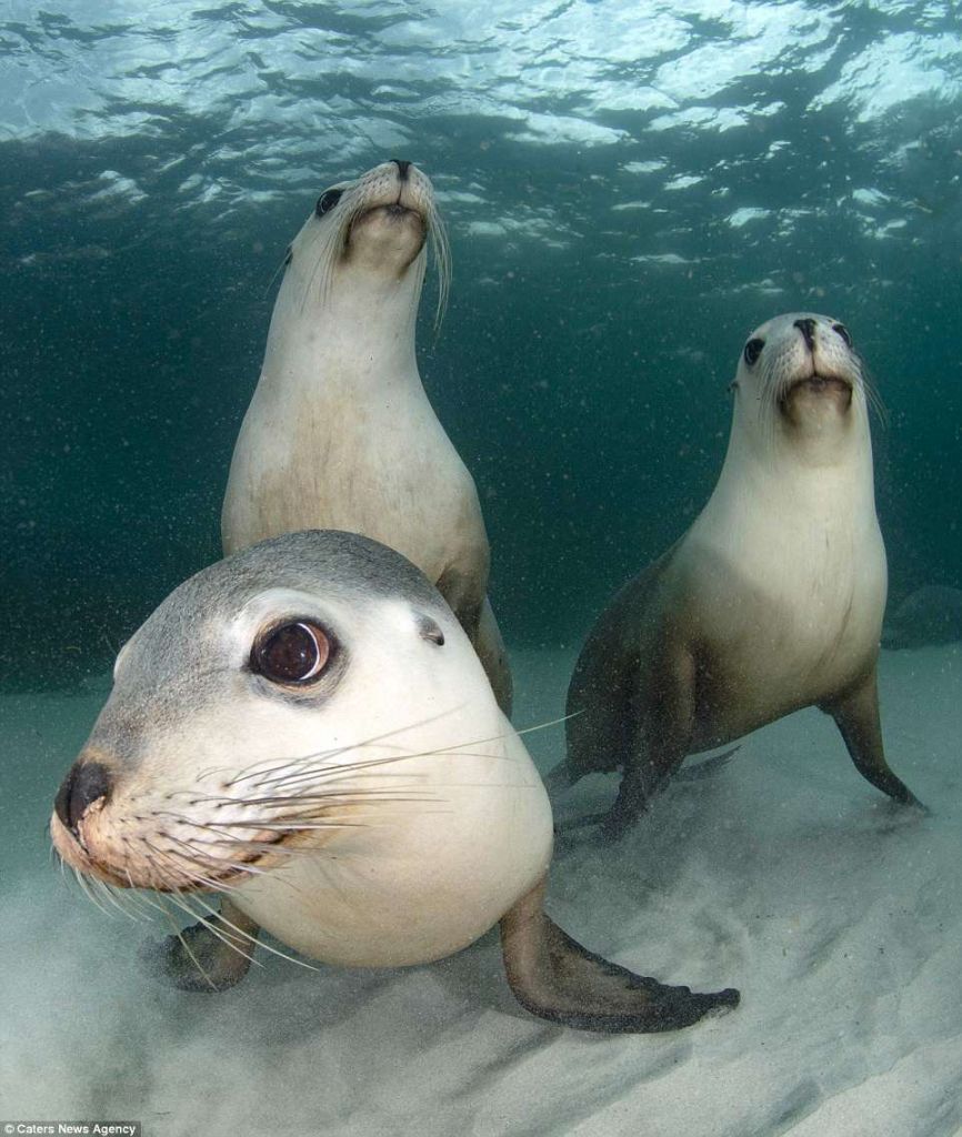 4D9AFE0800000578-5886045-A_photographer_has_captured_the_adorable_moment_a_group_of_seals-a-5_1529997542934
