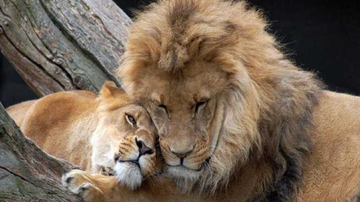 Lovers Lions Animals Couple Lioness Tree Lion Forest Hd Images
