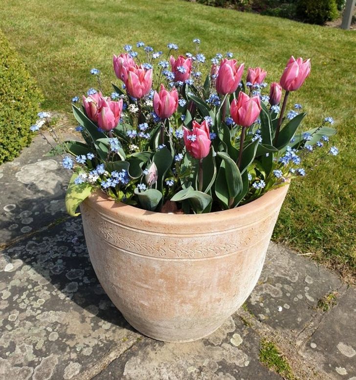 Vazoja-ime-e-preferuar-e-tulipanëve-këtë-vit